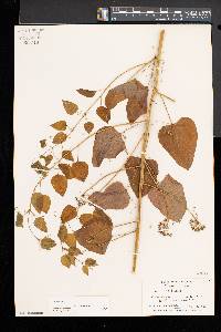 Smilax herbacea image