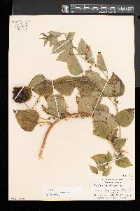 Smilax herbacea image