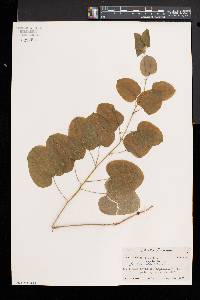 Smilax herbacea image