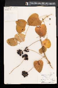 Smilax herbacea image