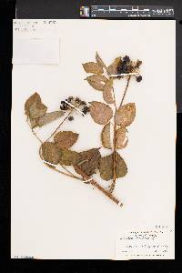 Smilax herbacea image