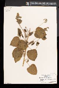 Smilax herbacea image