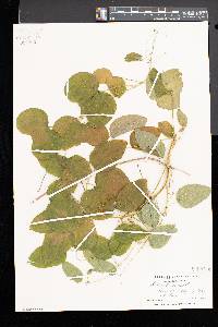 Smilax herbacea image