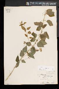 Smilax herbacea image