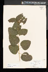 Smilax herbacea image