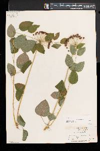 Smilax herbacea image