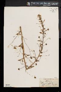 Smilax herbacea image