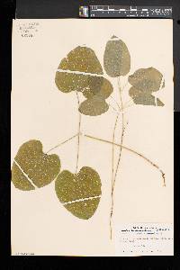 Smilax herbacea image