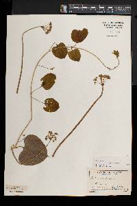 Smilax herbacea image