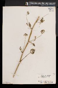 Smilax herbacea image