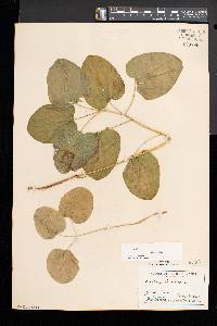 Smilax herbacea image