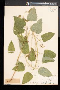 Smilax herbacea image