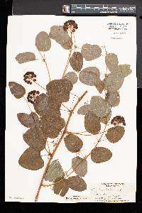 Smilax herbacea image