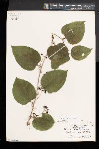 Smilax tamnoides image