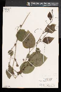 Smilax tamnoides image