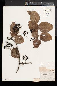 Smilax tamnoides image