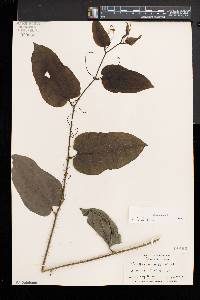 Smilax tamnoides image