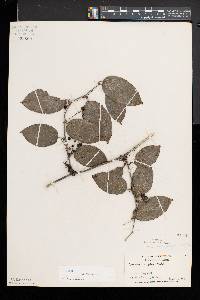 Smilax tamnoides image