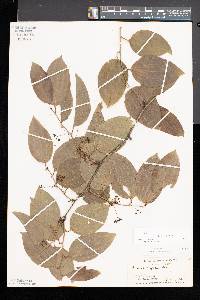 Smilax tamnoides image