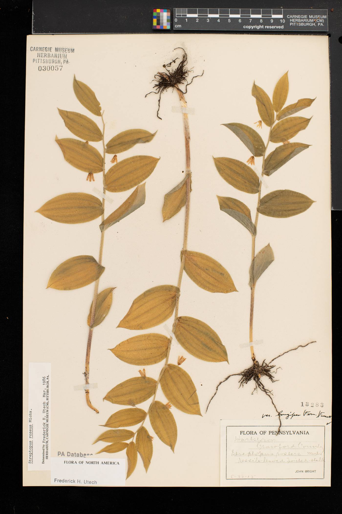 Streptopus lanceolatus image