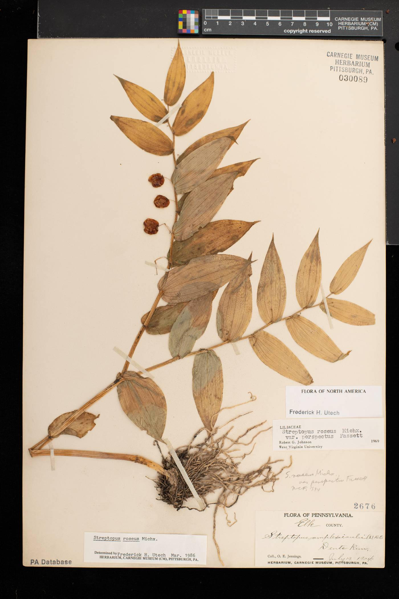 Streptopus lanceolatus image