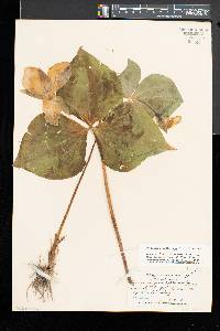 Trillium grandiflorum image