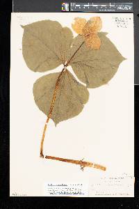 Trillium grandiflorum image