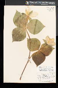 Trillium grandiflorum image