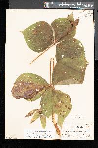 Trillium grandiflorum image