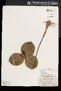 Trillium sessile image