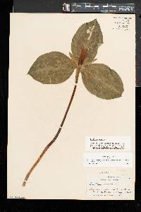 Trillium sessile image