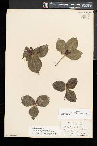 Trillium sessile image