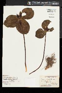 Trillium sessile image