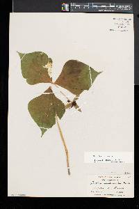 Trillium erectum image