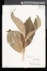 Veratrum viride image