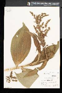 Veratrum viride image