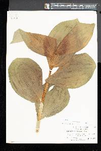 Veratrum viride image