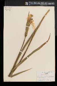 Iris pseudacorus image