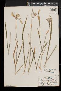 Iris prismatica image