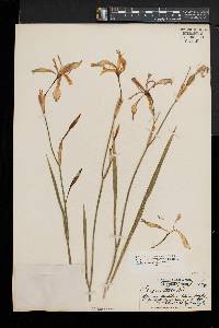 Iris prismatica image