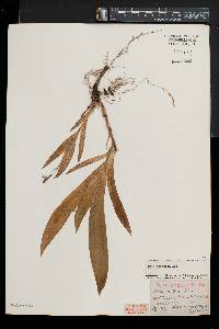 Iris cristata image