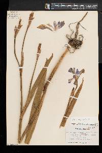 Iris versicolor image