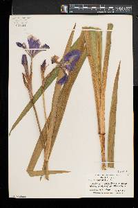 Iris versicolor image