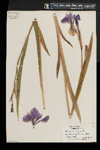 Iris versicolor image