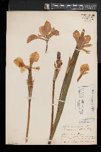 Iris versicolor image