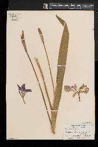 Iris versicolor image