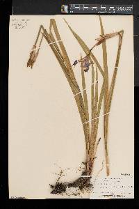 Iris versicolor image