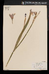 Iris versicolor image