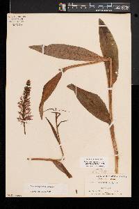 Platanthera psycodes image