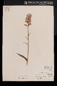 Platanthera psycodes image